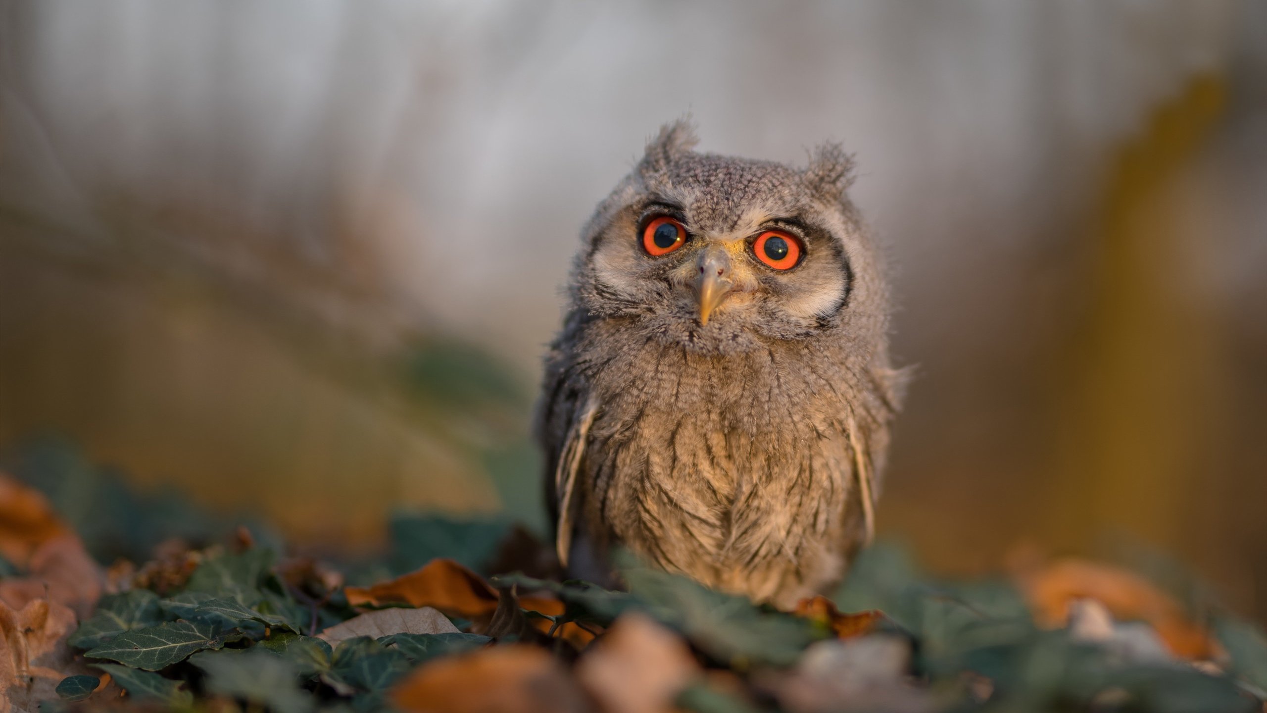 逆袭之夜，当绝境成为传奇的序章—复盘NBA季后赛的雷恩式翻盘启示